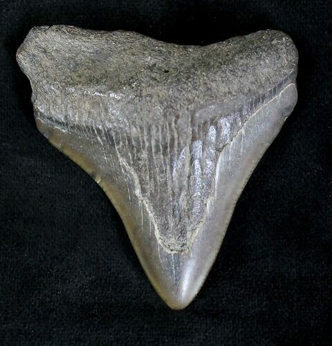 Bargain Juvenile Megalodon Tooth #20201